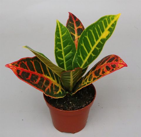 Codiaeum variegatum 'Petra'