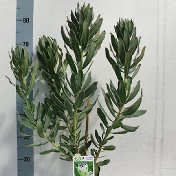 Protea barbigera 'Niobe'