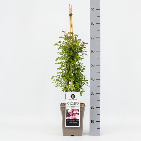 Rosa ANNA'S PINK RAMBLER