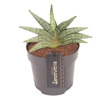 Sansevieria 'Inti Mini No.1'
