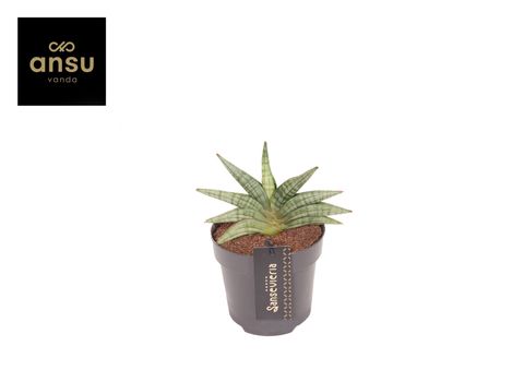 Sansevieria 'Inti Mini No.1'