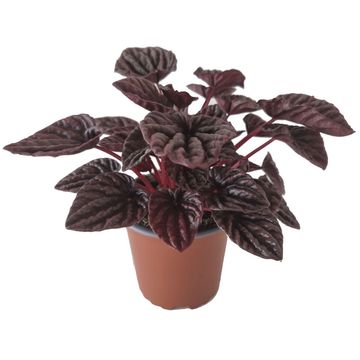 Peperomia caperata BURGUNDY