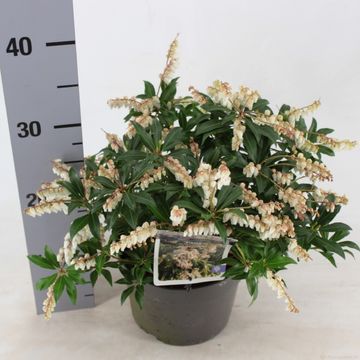 Pieris taiwanensis