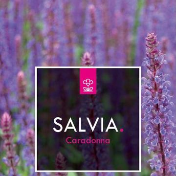 Salvia nemorosa 'Caradonna'
