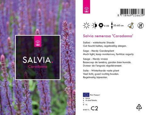 Salvia nemorosa 'Caradonna'