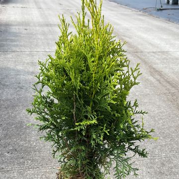 Thuja occidentalis 'King of Brabant'