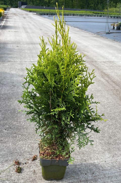 Thuja occidentalis 'King of Brabant'