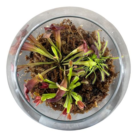 Arrangement Carnivorous plants