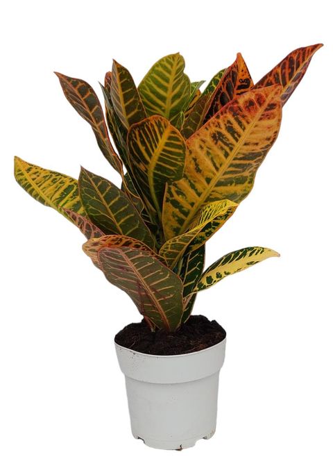 Codiaeum variegatum 'Petra'