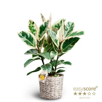 Ficus elastica 'Tineke'