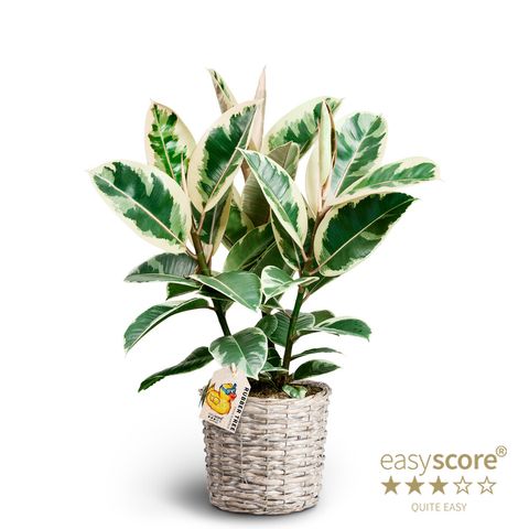 Ficus elastica 'Tineke'
