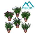 Aster SHOWMAKERS MIX