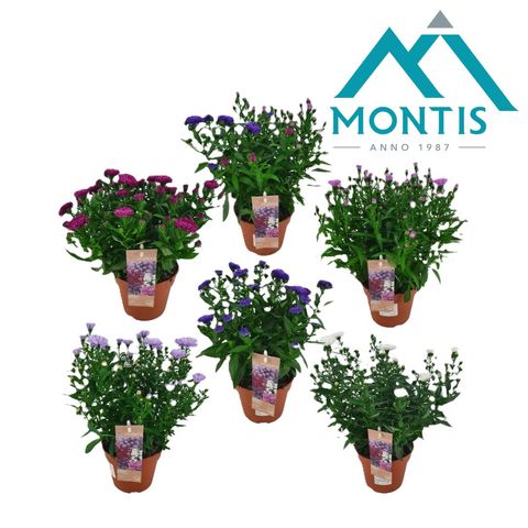 Aster SHOWMAKERS MIX