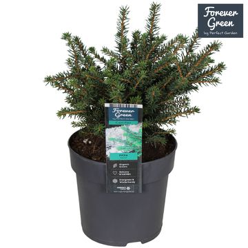 Picea omorika 'Karel'