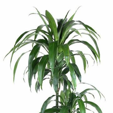 Dracaena fragrans 'Janet Craig'