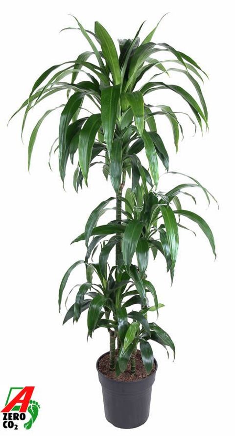 Dracaena fragrans 'Janet Craig'
