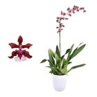 Oncidium Sharry Baby