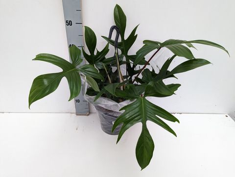 Philodendron FLORIDA GREEN