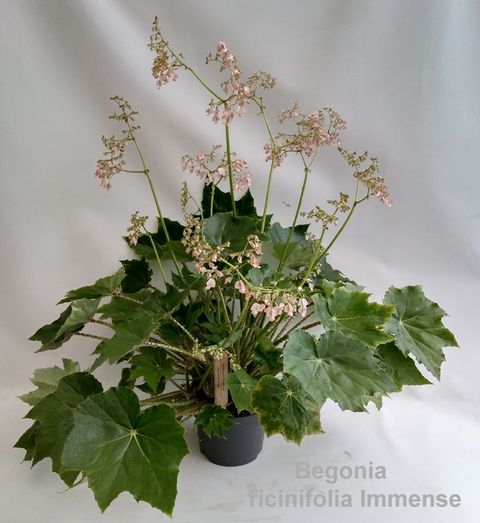 Begonia x ricinifolia 'Immense'