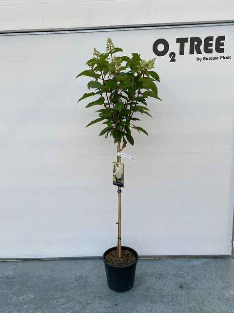 Hydrangea paniculata 'Silver Dollar'