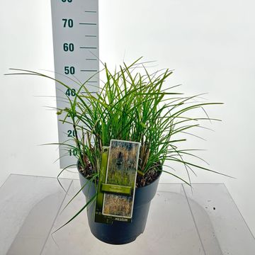 Miscanthus sinensis 'Serengeti'