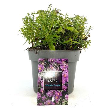 Aster 'Wood's Purple'