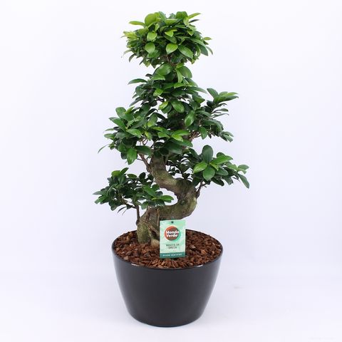 Ficus microcarpa 'Ginseng'