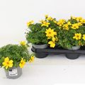 Bidens ferulifolia YELLOW CHARM