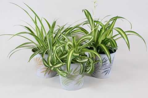 Chlorophytum MIX