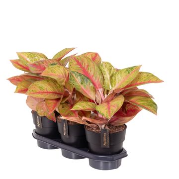 Aglaonema 'Gala Red'