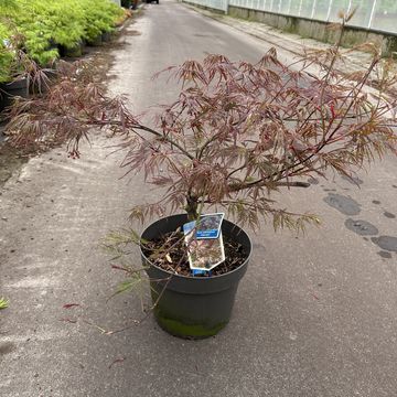 Acer palmatum 'Garnet'