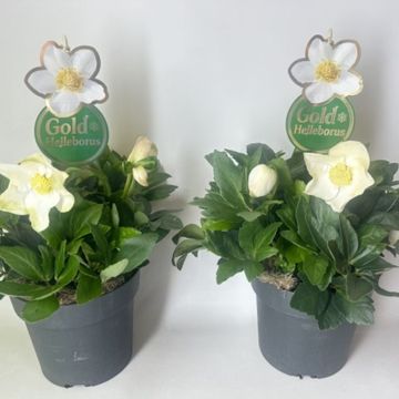 Helleborus niger HGC DIVA