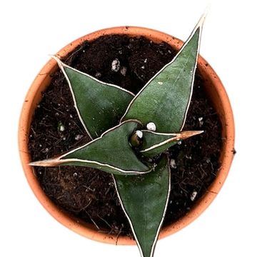 Sansevieria pinguicula