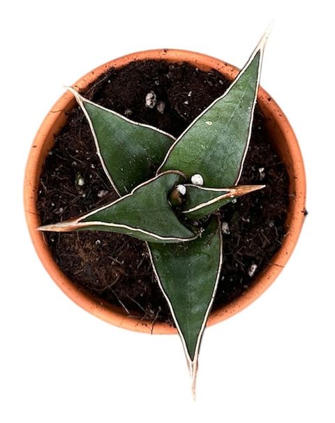 Sansevieria pinguicula