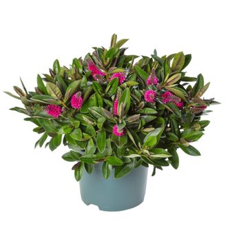 Hebe  HEBEDONNA PINK