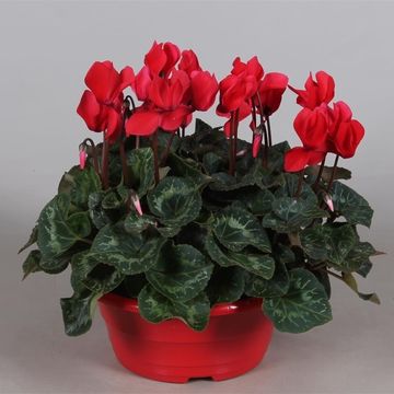 Cyclamen persicum SUPER SERIE S ALLURE RED