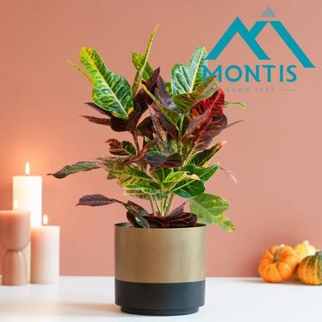 Codiaeum variegatum 'Excellent'