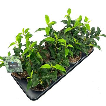 Prunus lusitanica 'Angustifolia'