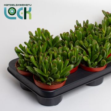 Crassula ovata 'Gollum'