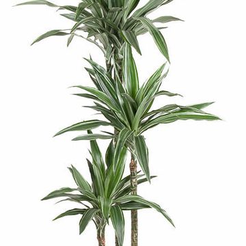 Dracaena fragrans 'Warneckei'