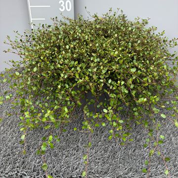 Muehlenbeckia complexa