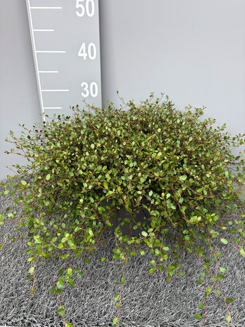 Muehlenbeckia complexa
