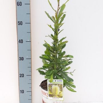 Banksia serrata
