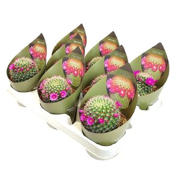 Mammillaria zeilmanniana