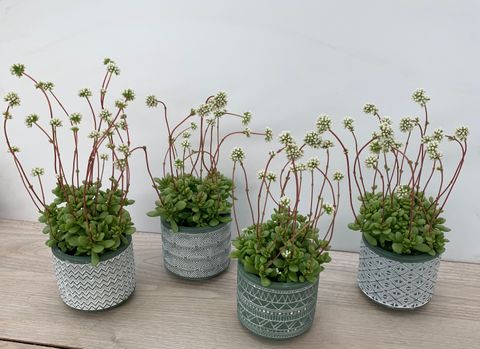 Crassula radicans