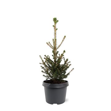 Picea abies 'Will's Zwerg'