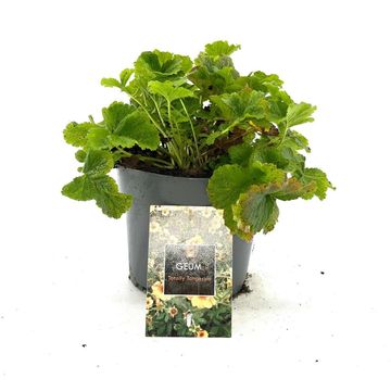 Geum 'Totally Tangerine'