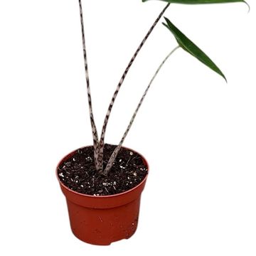 Alocasia zebrina