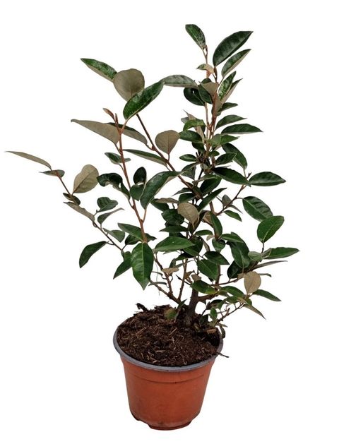 Elaeagnus x ebbingei