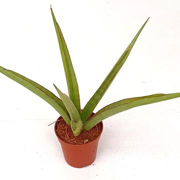 Sansevieria 'Starshine'